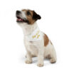 A russell terrier smiling with BOL pet bandana.